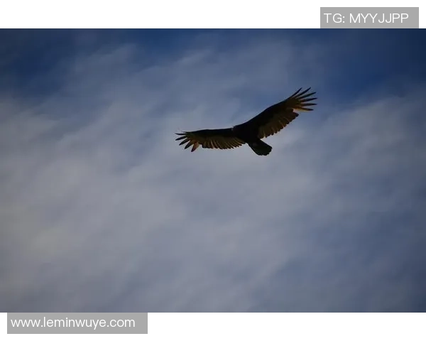 足球前进鹰展翅高飞追逐梦想的旅程与荣耀的追求